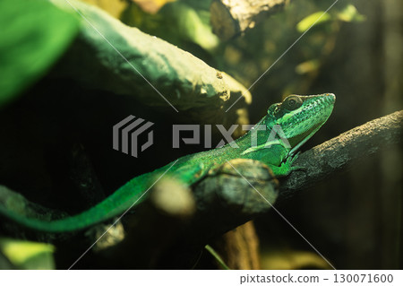 Green Anole Lizard On Tree Branch In Terrarium. Carolina Anole Chameleon in Zoo. 130071600