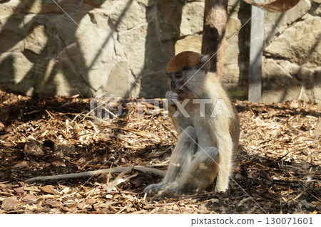 Patas Monkey, Erythrocebus patas in natural parkland is eating. Patas monkey in zoo. Patas Monkey, Erythrocebus patas in natural parkland is eating. Patas monkey in zoo. 130071601