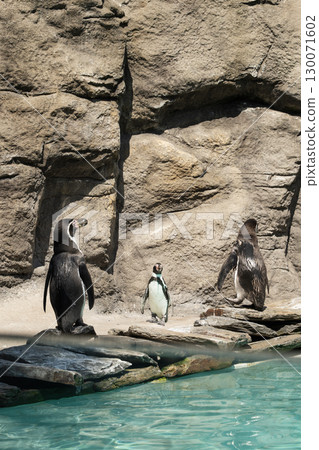 Penguin bird is resting on sand rocky beach near water. Penguin animal in zoo. Penguin bird is resting on sand rocky beach near water. Penguin animal in zoo. 130071602
