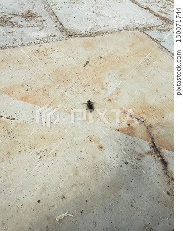 A close-up top view of a Thick-Legged Hoverfly, Syritta pipiens A close-up top view of a Thick-Legged Hoverfly, Syritta pipiens 130071744