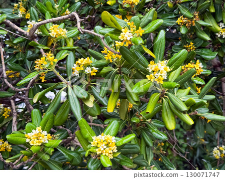 Pittosporum Tobira Flowers Blooming with Sweet Fragrance Pittosporum Tobira Flowers Blooming with Sweet Fragrance 130071747