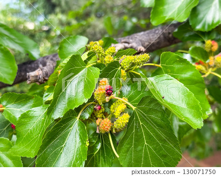 branch with leaves and fruits of white mulberry close-up branch with leaves and fruits of white mulberry close-up 130071750