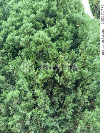 Italian cypress background or Mediterranean cypress background in close-up macro view shows green leaves of cypress plants Italian cypress background or Mediterranean cypress background in close-up macro view shows green leaves of cypress plants 130071776