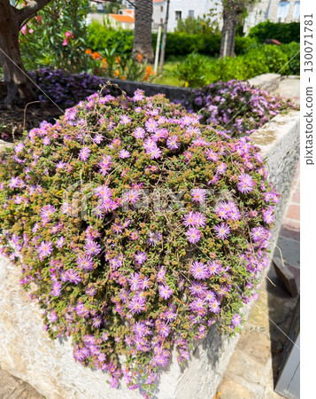 Closeup of beautiful delosperma cooperi, magenta trailing ice plant, purple flower, pink sunny flowers. Natural background. Desert flowers on a sunny day. 130071781