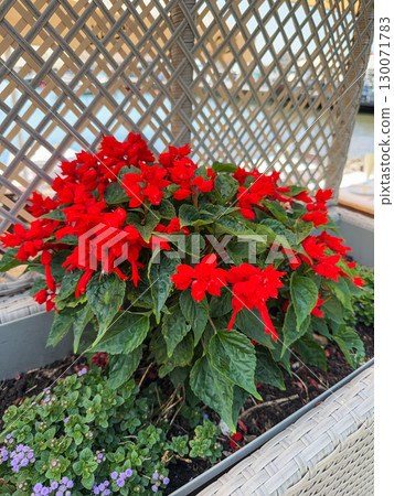 Red blooming flowers in a decorative planter with lattice background. Romance, love, and celebration expressed through vibrant nature. 130071783