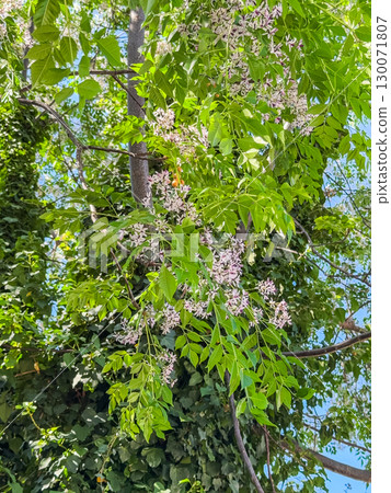 Melia azedarach Beadtree Bead Tree Cape Lilac Chinaberry China-berry China Berry Chinaberry-tree 130071807