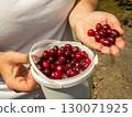 A farmer proudly displays a handful of ripe red cherries and a bucket full of the same berries, indicating a successful harvest in a sunny garden. Ripe red cherries in a white bucket. 130071925