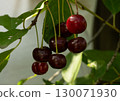 Ripe, juicy red cherries hanging from a branch glisten in the sun, inviting you to enjoy the harvest season, embodying the essence of summer's bounty. Beautiful ripe cherries hanging from a branch. 130071930