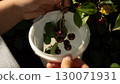 Hands holding a small branch filled with ripe red cherries next to a white bucket as they pick fresh berries in a sunny garden during the bright summer season. Woman picking cherries in a garden. 130071931