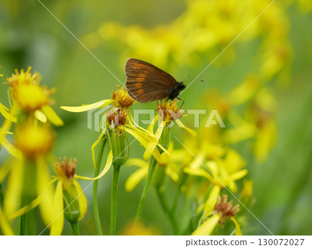 Butterfly Sudeten ringlet Erebia sudetica detail macro, endemic wild mountain ridges Jeseniky Praded common species endemism without endangered, family Nymphalidae, population loss due habitat 130072027