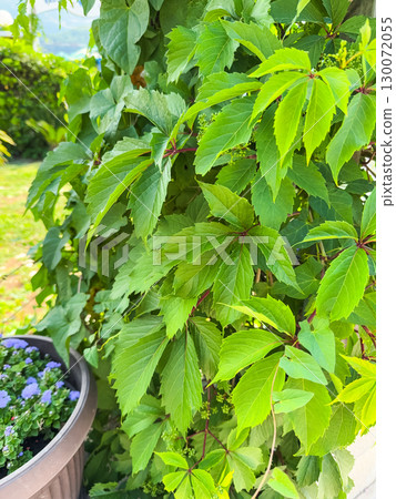Virginia creeper green natural wall. Natural texture of leaves. Virginia creeper green natural wall. Natural texture of leaves. 130072055