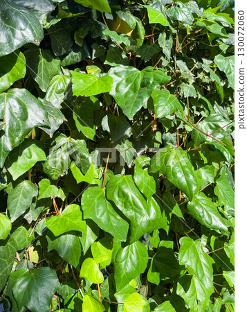 Common ivy, Hedera Helix, plant growing against the wall. Green leaves background. 130072060