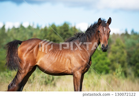 portrait of beautiful dark bay sportive foal posing at pasture. sunny summer day portrait of beautiful dark bay sportive foal posing at pasture. sunny summer day 130072122