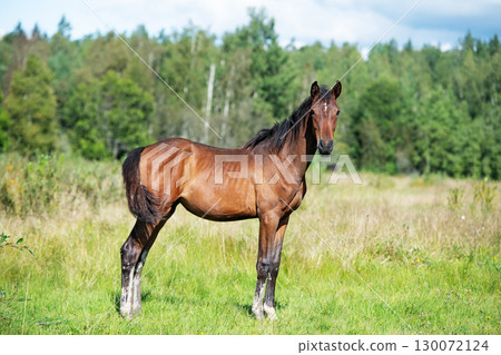 beautiful bay sportive foal posing at pasture. sunny summer day beautiful bay sportive foal posing at pasture. sunny summer day 130072124