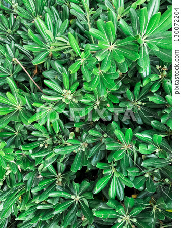 Shiny green leaves of Pittosporum Tobira Nana background. Tropical leaves wallpaper 130072204