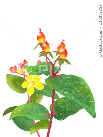 金絲桃屬植物（一種流行的切花）的拼貼和剪紙插圖 130072253