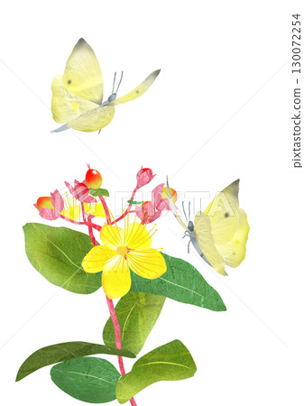 可愛的拼貼畫插圖：猴蝶聚集在金絲桃花上 130072254