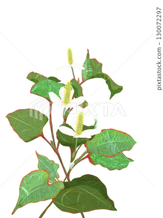 Collage and cut-out illustration of the medicinal plant Houttuynia cordata 130072297