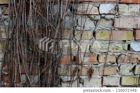 Curling branches of weaving bush braided an old brick wall texture background. Curling shrub braided an old brick wall texture background Curling branches of weaving bush braided an old brick wall texture background. Curling shrub braided an old brick wall texture background 130072348