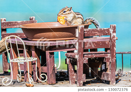 Hokkaido chipmunk playing on the table 130072376