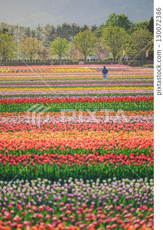 上湧別鬱金香公園～北國色彩繽紛的春天風景～ 130072386