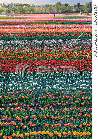 Spring scenery of Kamiyubetsu Tulip Park Spring scenery of Kamiyubetsu Tulip Park 130072387