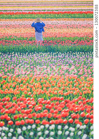 Waves of Color - The Spectacular Scenery of Kamiyubetsu Tulip Park 130072388