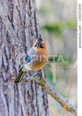 一隻山鴉棲息在樹枝上的側面圖 130072394