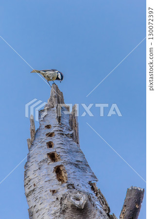 A great tit standing on top of a dead tree 130072397