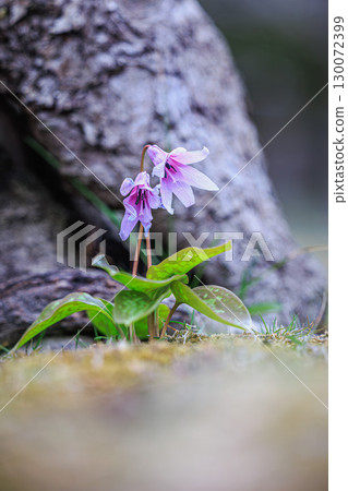 Dogtooth violets, a wild flower that symbolizes spring in Japan 130072399