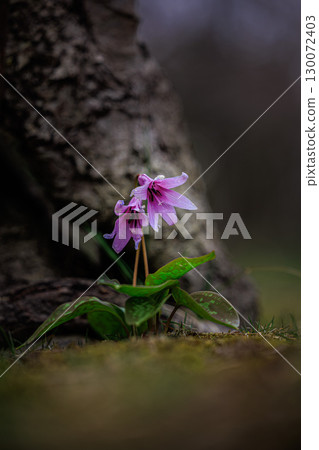 A cute purple dogtooth violet flower 130072403