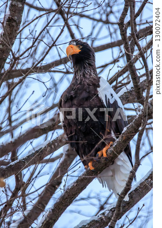 The majestic winter appearance of a Steller's sea eagle 130072404