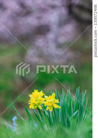 Fresh yellow daffodils and the arrival of spring 130072406