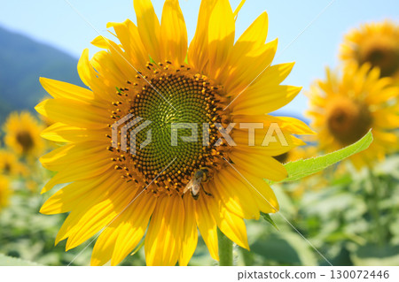 Sunflowers and honey bees 130072446