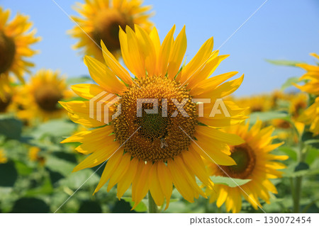Sunflowers and honey bees Sunflowers and honey bees 130072454