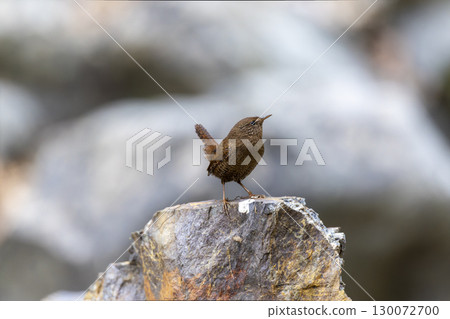 Wren on a rock Wren on a rock 130072700