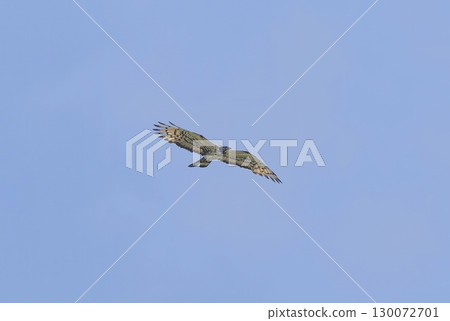 Flying honey bear Flying honey bear 130072701