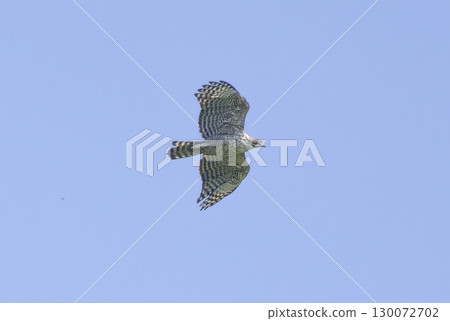 Flying hawk eagle Flying hawk eagle 130072702