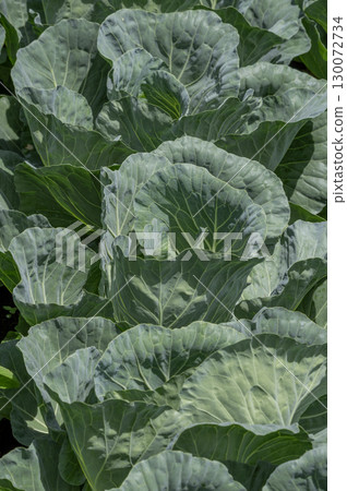 Cabbage field at Tsumagoi village in Gunma prefecture Cabbage field at Tsumagoi village in Gunma prefecture 130072734