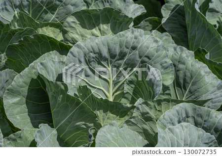 Cabbage field at Tsumagoi village in Gunma prefecture 130072735