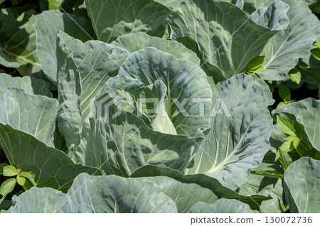 Cabbage field at Tsumagoi village in Gunma prefecture 130072736