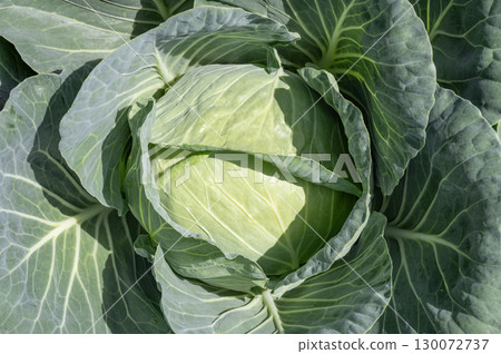 Cabbage in the field, close to harvest 130072737