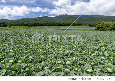 A vast cabbage field in Tsumagoi Village, Gunma Prefecture 130072738