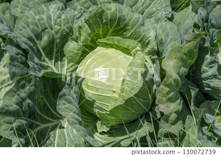 Cabbage in the field, close to harvest 130072739