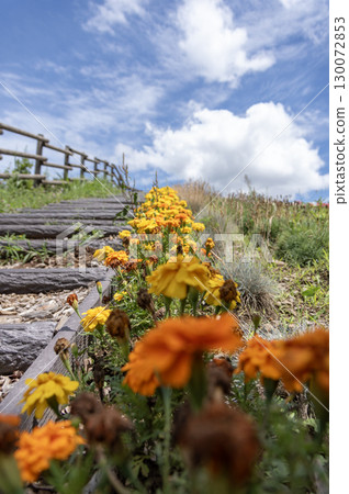 Marigolds decorating the steps of Aisaika Hill 130072853