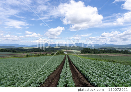 A vast cabbage field in Tsumagoi Village, Gunma Prefecture A vast cabbage field in Tsumagoi Village, Gunma Prefecture 130072921
