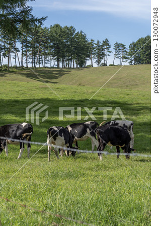 Asama Ranch in summer - Cows grazing under the blue sky Asama Ranch in summer - Cows grazing under the blue sky 130072948