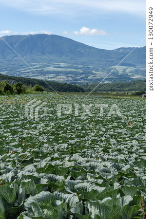 A vast cabbage field in Tsumagoi Village, Gunma Prefecture 130072949