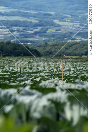 A vast cabbage field in Tsumagoi Village, Gunma Prefecture A vast cabbage field in Tsumagoi Village, Gunma Prefecture 130072950