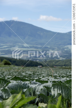 A vast cabbage field in Tsumagoi Village, Gunma Prefecture A vast cabbage field in Tsumagoi Village, Gunma Prefecture 130072951
